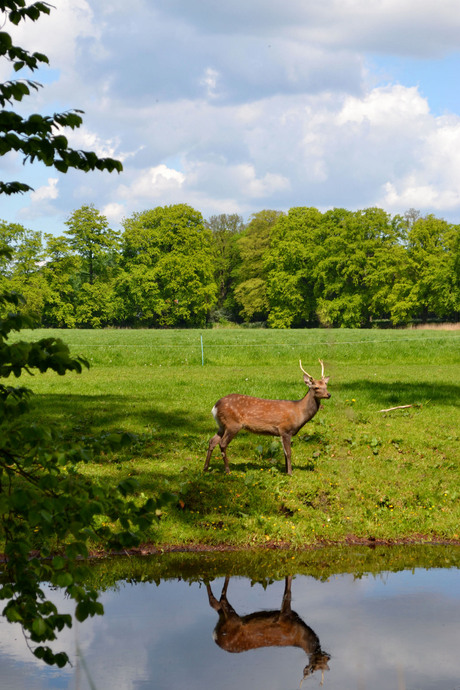 Oog in oog met Bambi