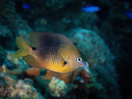 Een heel klein visje