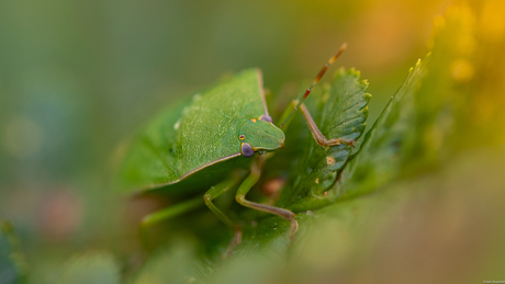 zuidelijke groene schildwants