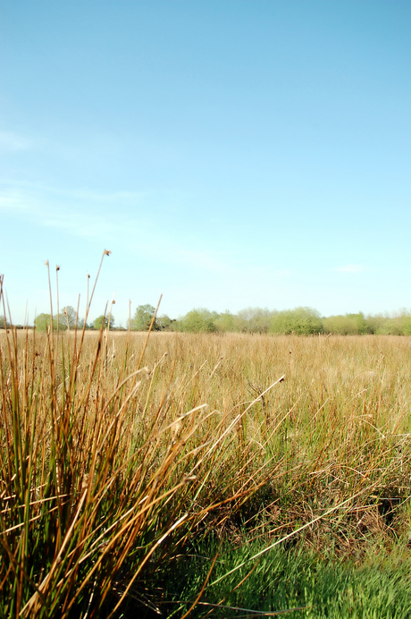 Ook in het riet