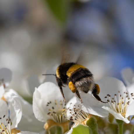 Hommel met bagage