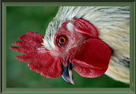 Pasfoto meneer haan