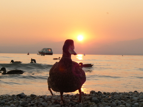 Tussen licht en duisternis