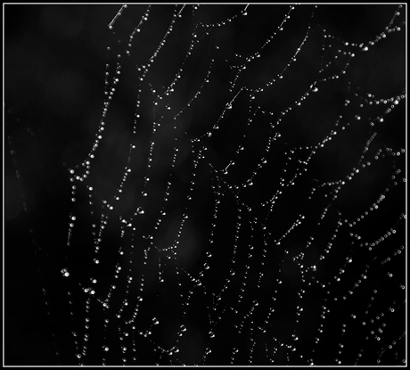 spinneweb2