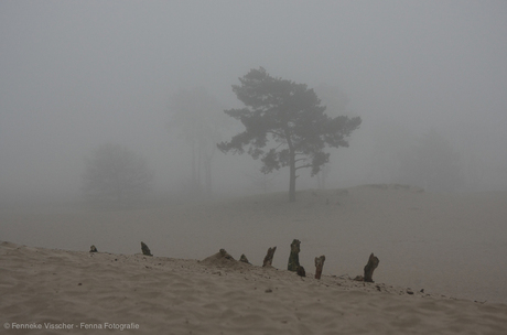 Soesterduinen in de mist