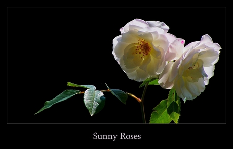 Sunny Roses