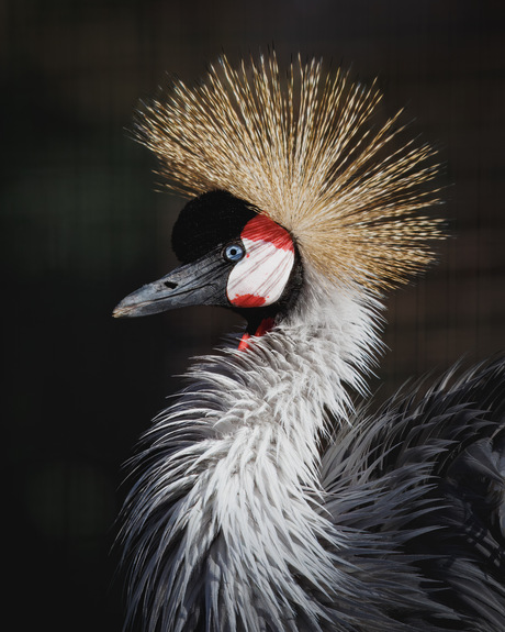 Grijze kroonkraanvogel