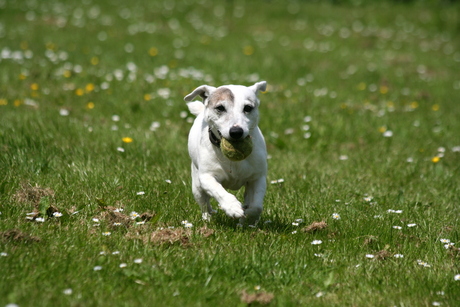 Jack Russel