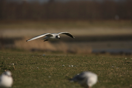 zweven op de wind