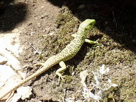 hagedis El Torcal