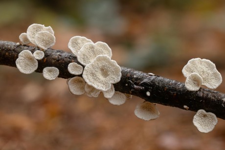 Bloemetrjes van de herfst.