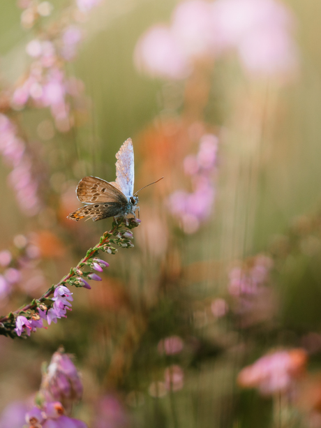 Het mooiste vlindertje op de heide