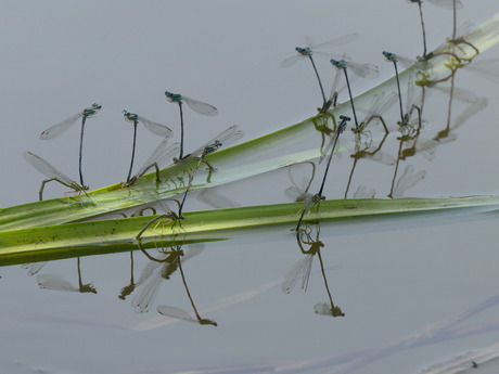 Samen voortplanten