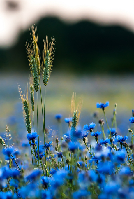 korenbloemen Reestdal