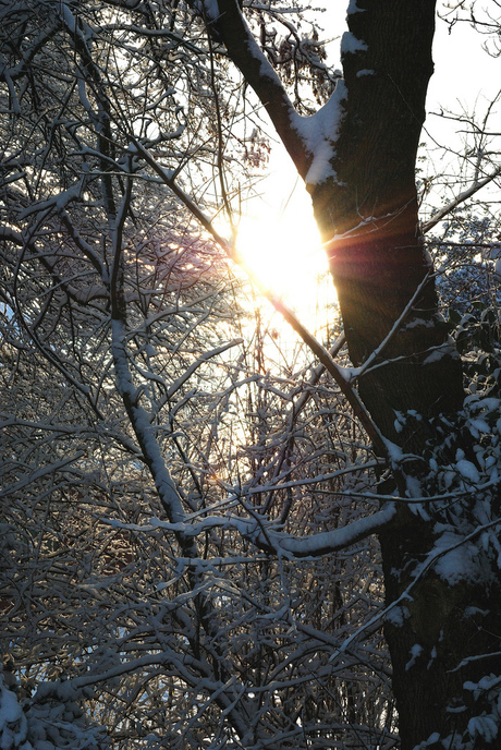 een ochtendzonnetje in de sneeuw