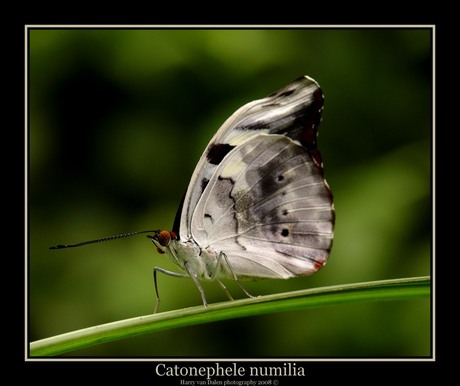 Catonephele numilia