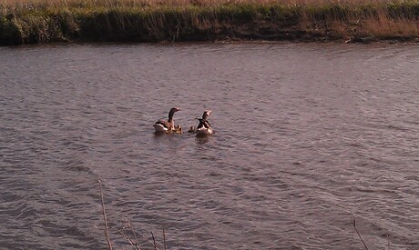 Veilig in het water