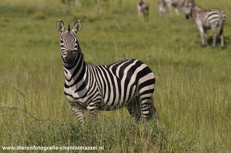 Wat is een zebra toch attent!