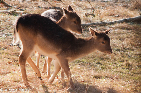 Amsterdamse waterleidingsduinen