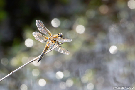 Viervlek (Libellula quadrimaculata)