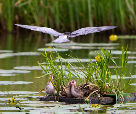 _Jonge Zwarte Sterns (2e foto)