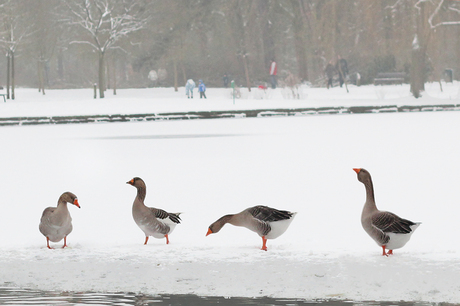 Sneeuwganzen