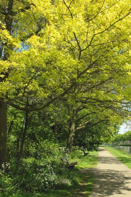 Onder de bomen