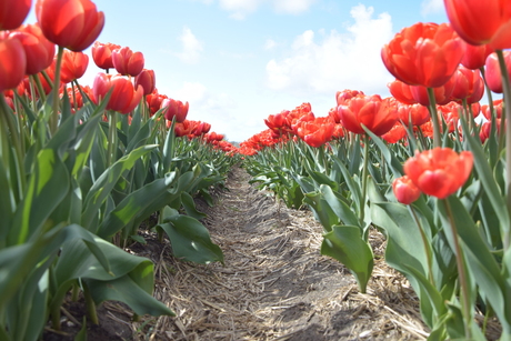 Tulpen Bollenstreek