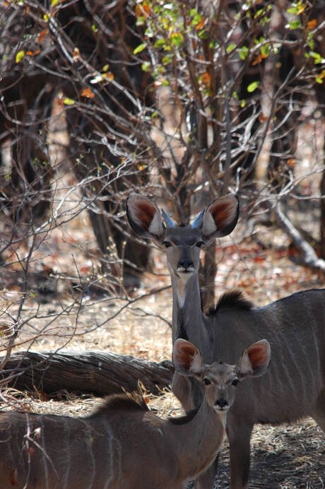 Female kudu