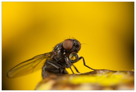 Fly on yellow flower.