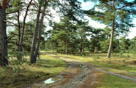 Eindeloze Veluwe 5