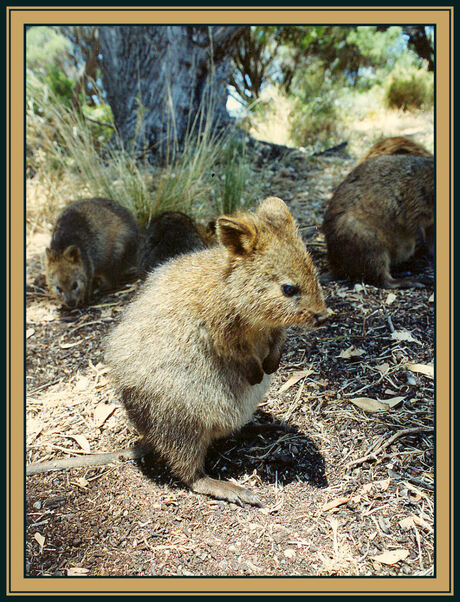 Quokkas