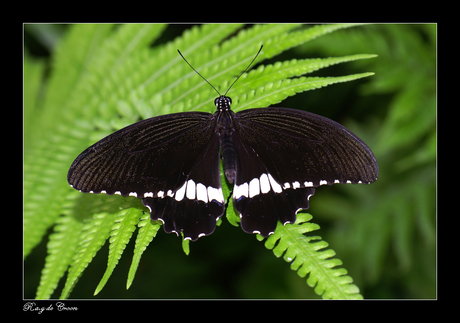 Papilio..........