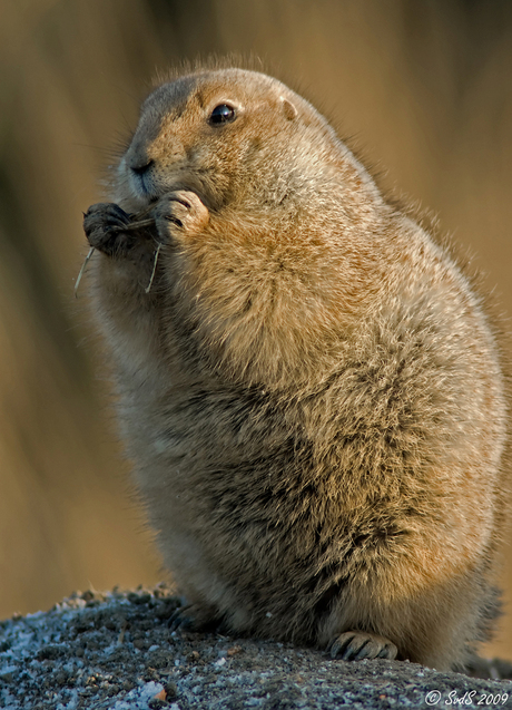 Prairiehond