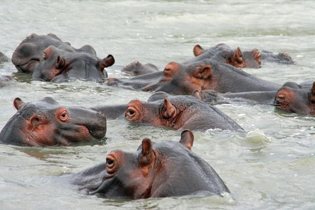 Hippo!