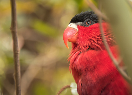 Beautiful bird