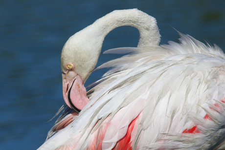 Europese Flamingo