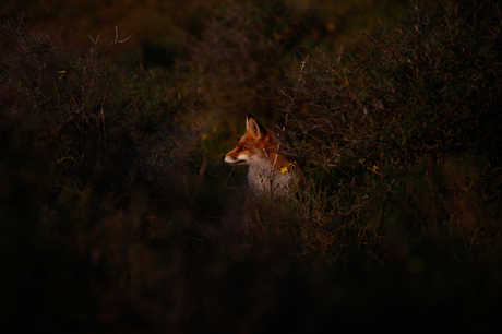 Vos in de duinen