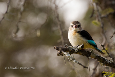 King fisher