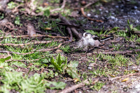 Staartmees (Aegithalos caudatus) verzameld nestmateriaal.