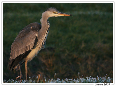 Reiger