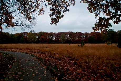 Herfst in NP Hoge Veluwe