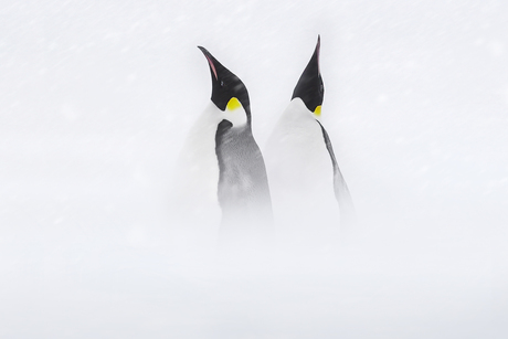 Pinguins in the mist