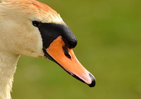 Oranje boven