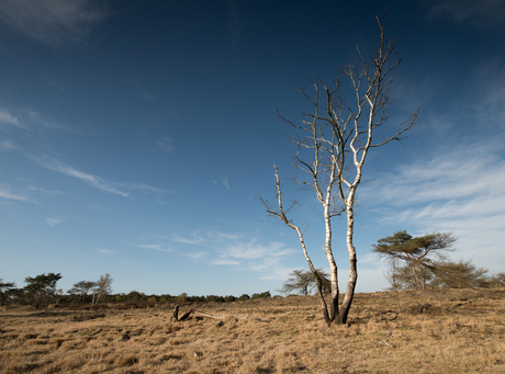 Kalmthoutse heide,