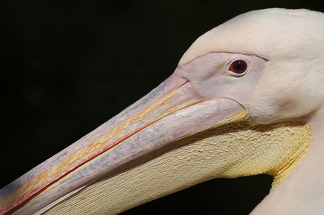 I keep an eye on you