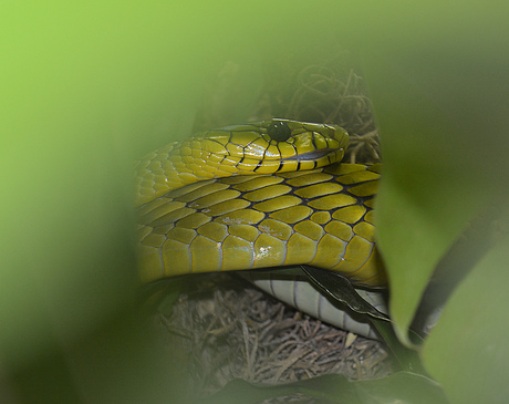 Groene Mamba.