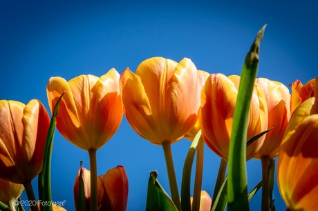 Tulips & sun