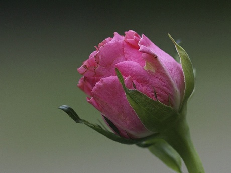 Eerste foto hier van een roos