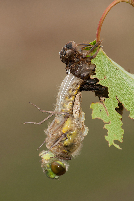 The birth of a Four spotted chaser